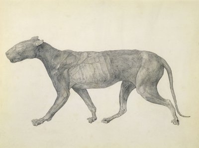 Tiger: Lateral View, with Skin and Tissue Removed, from the series 